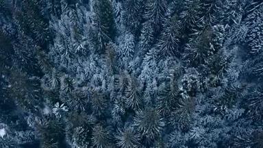 山区冬季杉树林的空中镜头。 从上面看到覆盖着雪的松树。 四架直升机